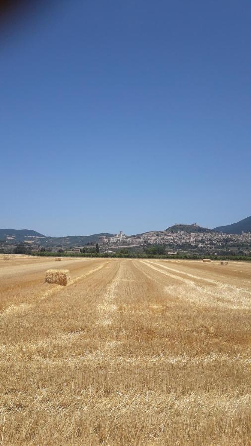 Poggio La Grognola *